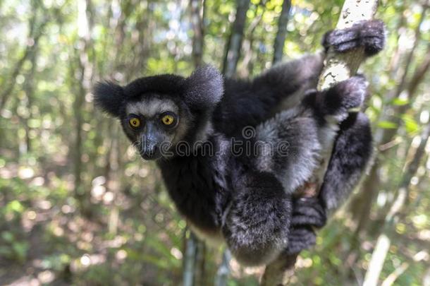 美丽的影像关于指已提到的人马达加斯加大狐猴狐猴-马达加斯加大狐猴马达加斯加大狐猴.采用野生的自然