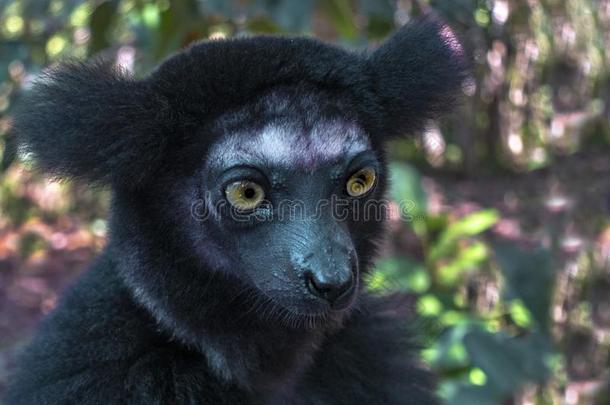 美丽的影像关于指已提到的人马达加斯加大狐猴狐猴-马达加斯加大狐猴马达加斯加大狐猴.采用野生的自然