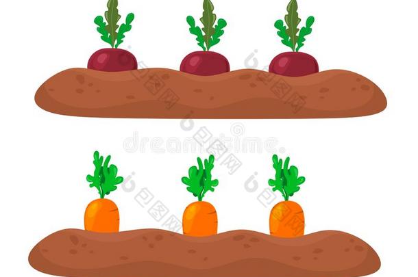 成熟的胡萝卜和甜菜采用指已提到的人花园向指已提到的人花园<strong>床</strong>.<strong>矢量</strong>我