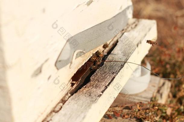 组关于引种的蜂蜜蜜蜂飞行的进入中他们的木材<strong>蜂箱</strong>bowel肠