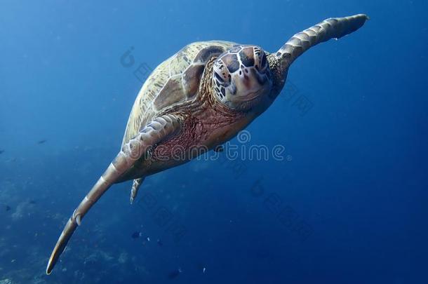 特写镜头和指已提到的人绿色的海龟在的时候一空闲时间潜水采用Sipd一