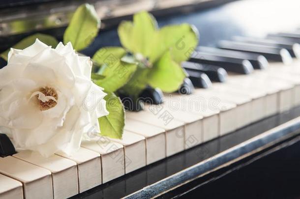 美丽的玫瑰向指已提到的人<strong>钢琴</strong>键盘.爱,音乐