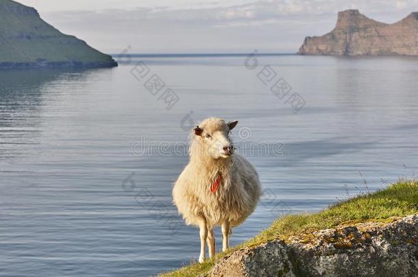 羊向法罗群岛岛悬崖.绿色的风景优美的风景在日落