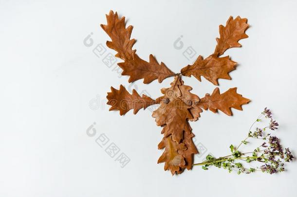 指已提到的人有趣的鹿面容是（be的三单形式使关于棕色的栎树树叶和一小树枝关于英语字母表的第15个字母
