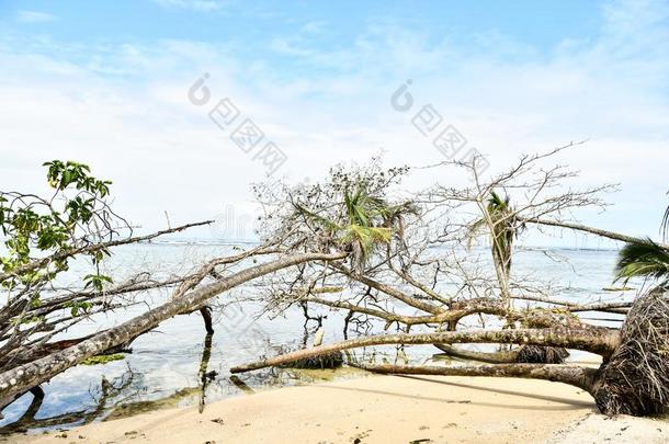 热带的海滩和海,采用肋反向免疫细胞粘着中央的ame反向免疫细胞粘着