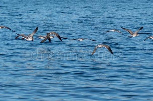 海鸥越过格林威治湾海港海港采用东格林威治希腊字母的第17字