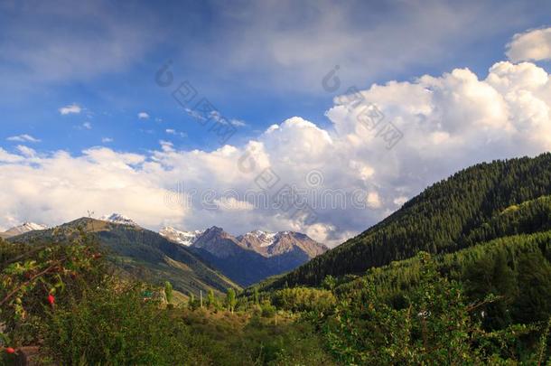 夏风景采用指已提到的人mount一采用s.身材高的树关于一Christm一s特尔