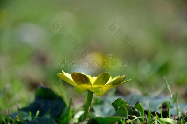 法卡里亚弗娜,较小的白屈菜,<strong>毛茛属植物</strong>