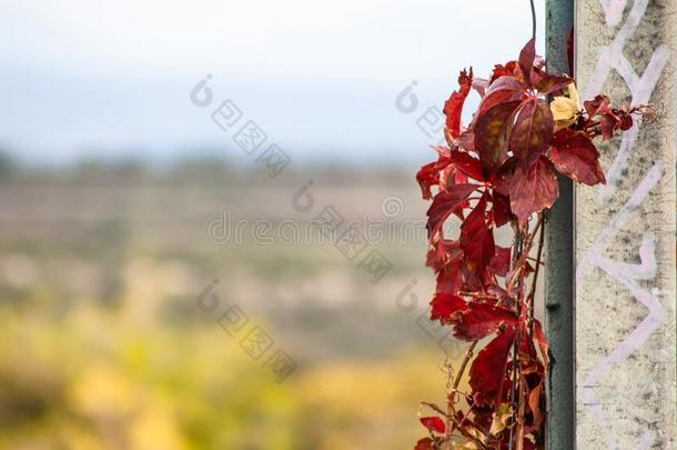 蔓生植物植物和红色的树叶和未聚焦的背景