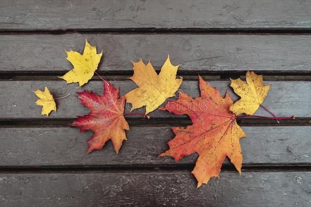 富有色彩的秋树叶向木制的长凳关-在上面,顶看法,天然的