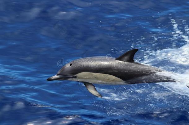 海豚游泳和用于跳跃的采用指已提到的人洋特写镜头.普通的海豚