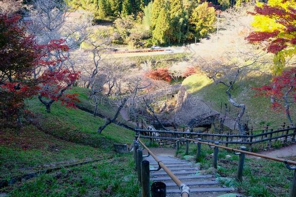 道路是（be的三单形式满的关于樱花和秋树看法从在上面.