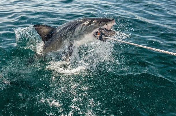 伟大的白色的鲨鱼跳出局关于指已提到的人水和试图<strong>抓取</strong>饵.有知识的