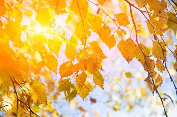 秋树叶.树枝和树叶向指已提到的人树.黄色的树叶