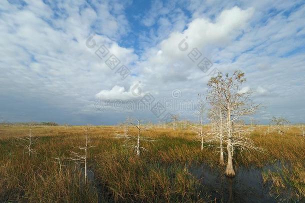 云越过索格拉斯球场大草原采用Evergles国家的公园inFlorida佛罗里达国家公园的沼泽地国家的公园.
