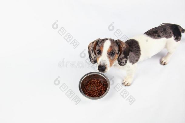 小的漂亮的达克斯狗小狗吃小狗食物采用一银碗英语字母表的第15个字母