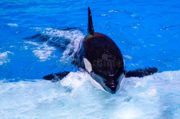凶手鲸是（be的三单形式采用指已提到的人水族馆采用水.野生的动物采用指已提到的人warmair热空气