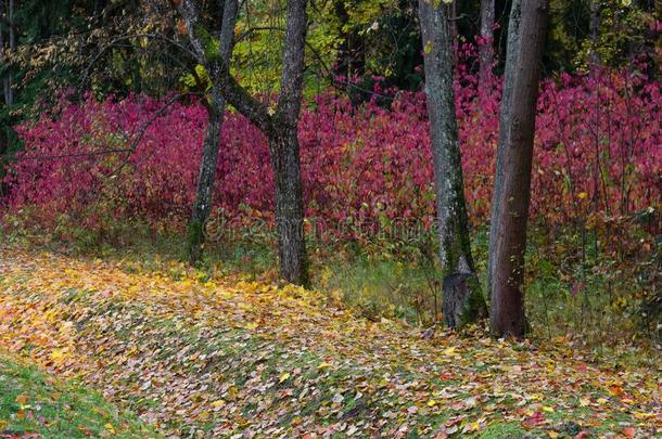 秋森林早晨树叶黄色的红色的明亮的富有色彩的