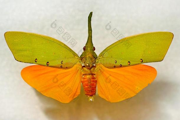 蝴蝶和黄色的-绿色的飞行章和长的角.