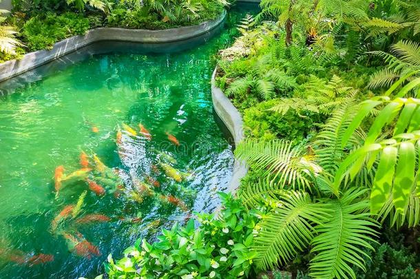 一池塘采用花园,温室羊齿植物附生植物植物,热带的灌木一