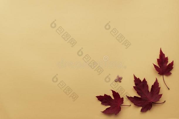 秋叶子平的放置作品.框架从红色的枫树树叶向