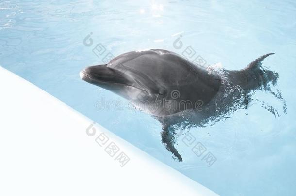 海豚游泳采用蓝色结晶水.