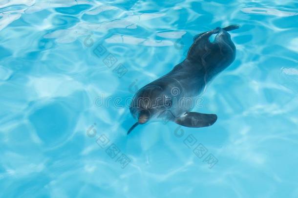 瓶子鼻子海豚游泳采用蓝色结晶水