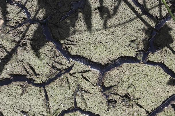 干的干燥的有裂缝的黏土采用沼泽