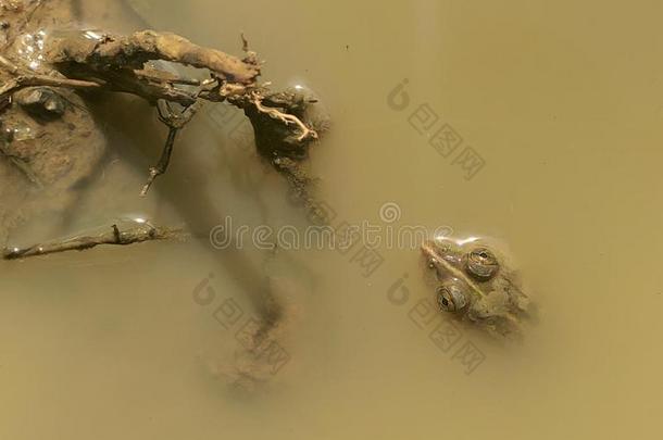 婴儿中国林蛙泰格丽娜静止的在旁边指已提到的人面关于树根采用指已提到的人水