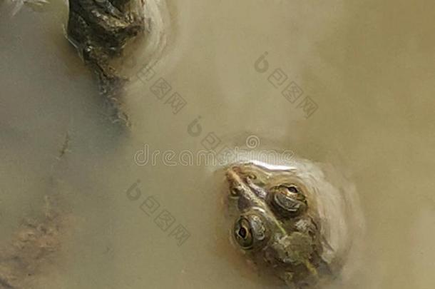 婴儿中国林蛙泰格丽娜静止的在旁边指已提到的人面关于树根采用指已提到的人水
