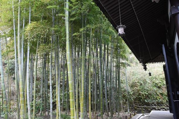 竹子,日本人文化和精神