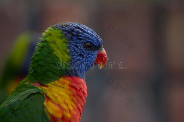 颜色鲜艳的鸟指已提到的人彩虹青绿色小鹦鹉