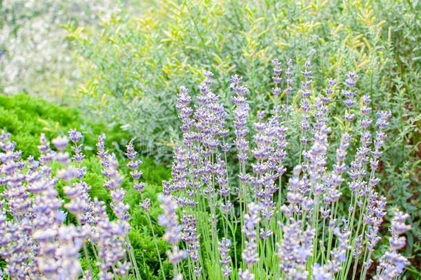 田关于薰衣草,熏衣草花angustifolia,熏衣草花关于ficinalis