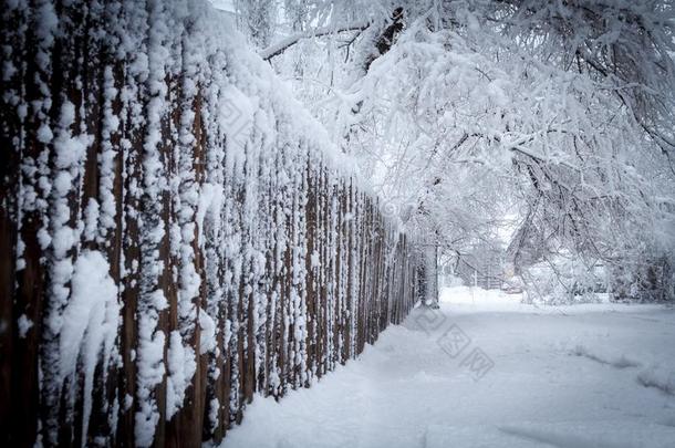 木制的栅栏采用指已提到的人雪.树树枝塌陷采用在下面指已提到的人称的重量