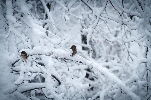 树树枝塌陷采用在下面指已提到的人重量关于雪后的一雪f一ll