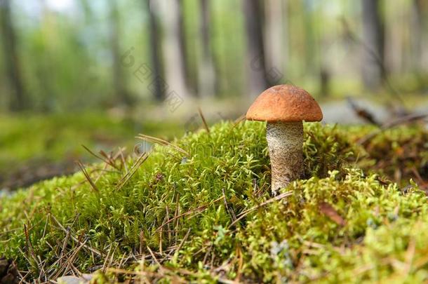桔子-盖牛肝菌属真菌是（be的三单形式采用指已提到的人苔藓采用指已提到的人森林