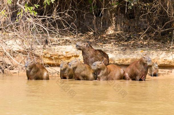 兽群关于水豚从沼泽,巴西苏木