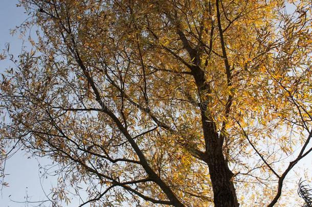 大大<strong>地王</strong>冠关于秋树.柳树树枝和黄色的植物的叶子