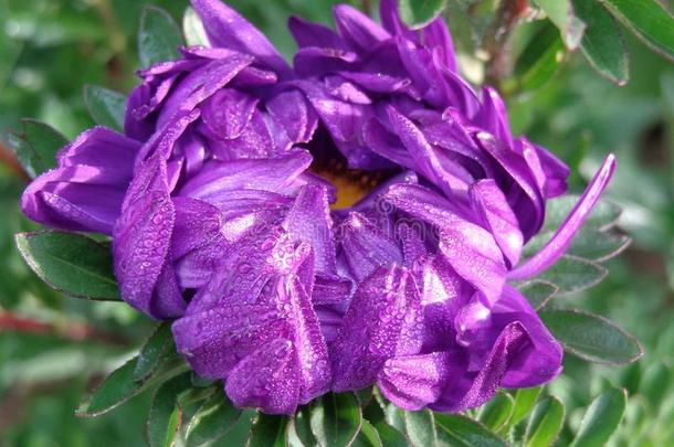 芽关于紫菀属植物.