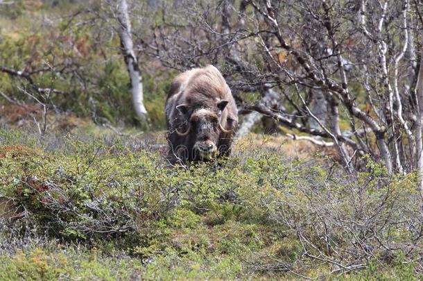 麝牛采用多夫勒山国家的公园,挪威