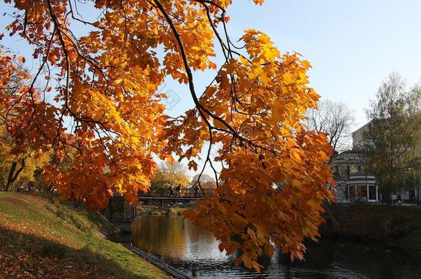 枫树树叶发出光美丽地采用十月