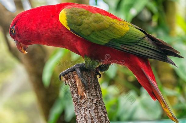 彩虹青绿色小鹦鹉采用鸟类世界,库兰达,昆士兰州,澳大利亚