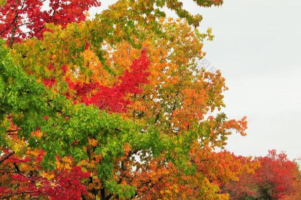 美丽的秋富有色彩的<strong>树叶</strong>和树风景采用都市的Vancouver温哥华