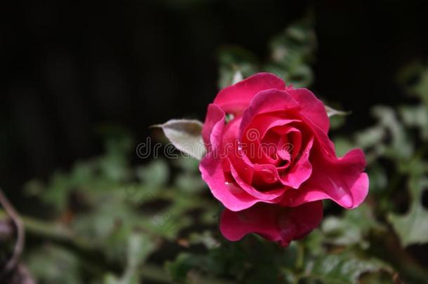自然的红色的玫瑰.