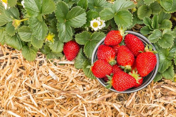 有机的草莓采用碗和草莓植物和稻草