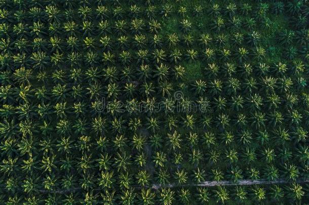 油手掌种植园田空气的看法