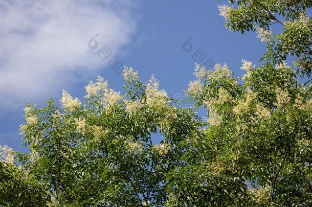 白色的花采用蓝色天或Frax采用us格里菲斯树