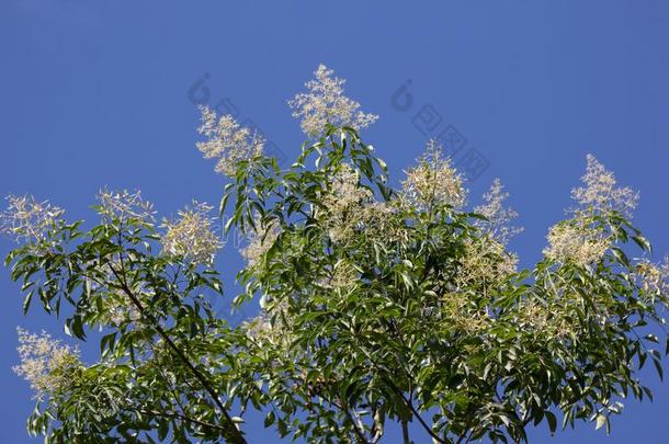 白色的花采用蓝色天或Frax采用us格里菲斯树
