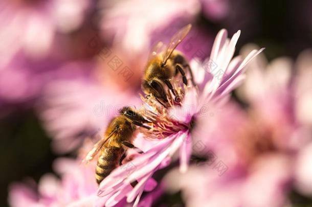 两个蜜蜂一次向星暴冰植物,德罗斯帕玛花束月季,
