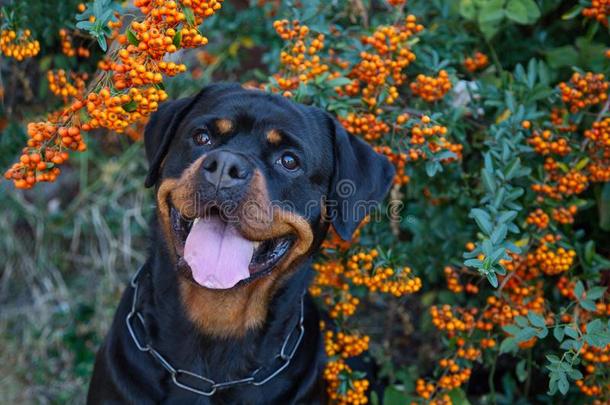 美丽的洛特维勒牧犬狗上端户外的肖像向绿色的灌木wickets三柱门